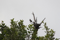 Mimus polyglottos image