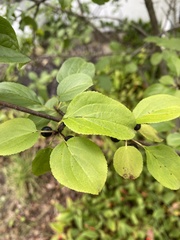 Rhamnus cathartica
