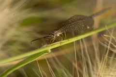 Brachynemurus versutus