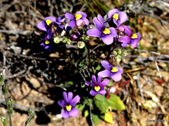Nemesia leipoldtii