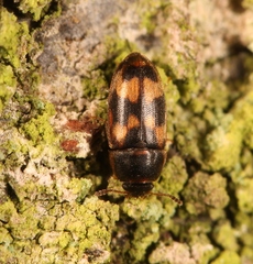 Litargus connexus