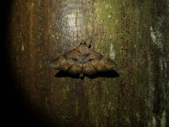 Hypospila bolinoides