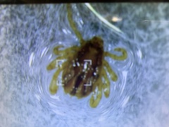 Rhipicephalus microplus