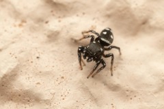Heliophanus apiatus