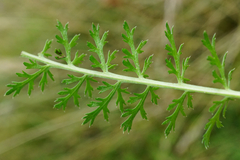 Achillea aspleniifolia