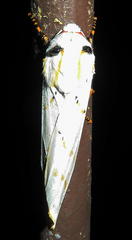 Rhodogastria similis