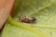 Cacopsylla pulchella