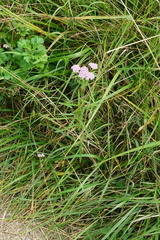 Achillea aspleniifolia