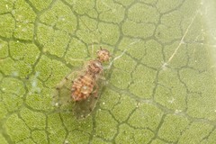 Psocodea