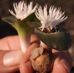 Massonia roggeveldensis