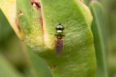 Chloromyia formosa