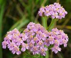 Achillea aspleniifolia