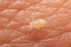 Cacopsylla pulchella