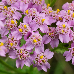 Achillea aspleniifolia