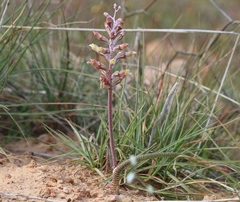 Lachenalia schlechteri