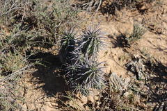 Euphorbia ferox