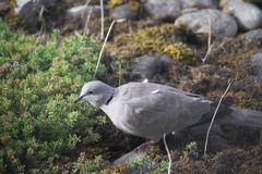 Streptopelia decaocto