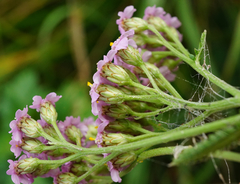 Achillea aspleniifolia