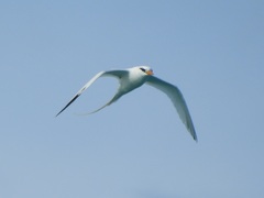 Phaethon lepturus catesbyi