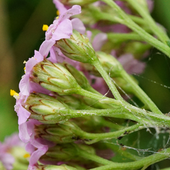 Achillea aspleniifolia