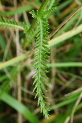 Achillea aspleniifolia