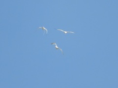 Phaethon lepturus catesbyi