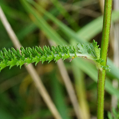 Achillea aspleniifolia