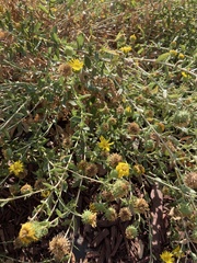 Grindelia stricta angustifolia