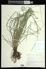 Carex assiniboinensis