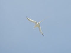 Phaethon lepturus catesbyi