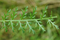 Achillea aspleniifolia