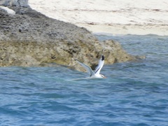 Phaethon lepturus catesbyi