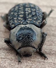 Microschatia solieri