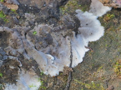 Tomentella fuscocinerea