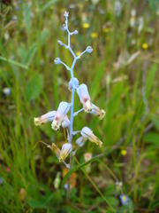Lachenalia hirta