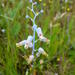 Hairy Viooltjie - Photo (c) Gerhard Malan, some rights reserved (CC BY-NC), uploaded by Gerhard Malan