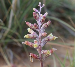 Lachenalia schlechteri