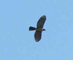 Accipiter tachiro