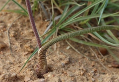 Lachenalia schlechteri