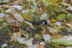 Parus major