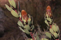Protea glabra