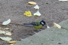 Parus major