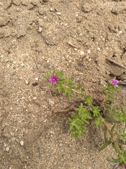 Portulaca californica