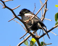 Melaniparus niger niger