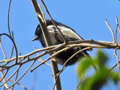 Melaniparus niger niger