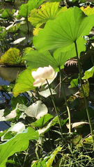 Nelumbo nucifera