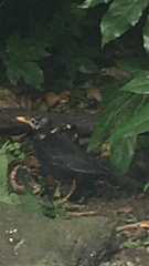 Turdus merula