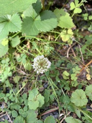 Trifolium repens