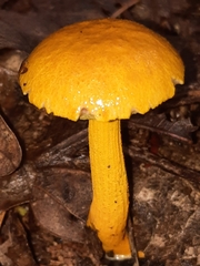 Aureoboletus auriflammeus
