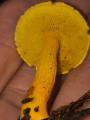 Aureoboletus auriflammeus